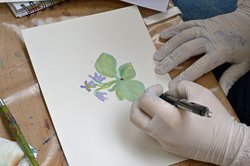 Mit Pflanzenfarben gemalte Blume. Foto: Stadt Oldenburg