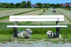 Zwei Schafe liegen unter einer Bank. Foto: Nordseebad Spiekeroog