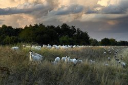 Gewitterwolken über dem Osternburger Kanal. Foto: Hans-Jürgen Zietz 