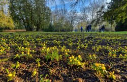 Blühende Winterlinge im Oldenburger Schlossgarten. Foto: Hans-Jürgen Zietz