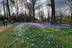 Krokusblüte im Oldenburger Schlossgarten. Foto: Hans-Jürgen Zietz