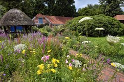 Bunte Sommer-Blüten im Oldenburger Schlossgarten. Foto: Hans-Jürgen Zietz 