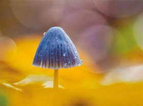 Elke Ueber, Herbstwald, Farbfotografie, 2020