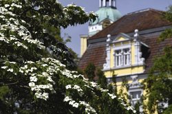Hartriegelblüte am Schloss. Foto: Hans-Jürgen Zietz