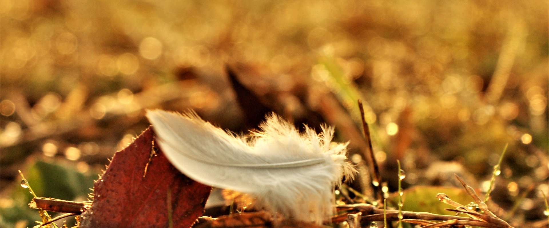 weiße Feder auf einem Feld. Foto: Aritha_Pixabay