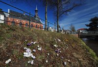 Krokusblüte am Haarenufer. Foto: Hans-Jürgen Zietz