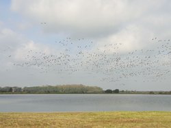 Ein Vogelschwarm über dem Klostermarksee. Foto: Stadt Oldenburg