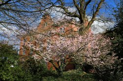 Frühlingsblüher im Oldenburger Schlossgarten. Foto: Hans-Jürgen Zietz