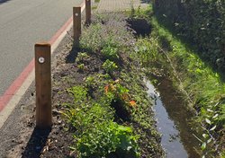 Bepflanzter Graben am Quellenweg. Foto: Stadt Oldenburg