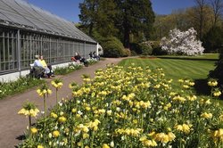 Kaiserkronen und die große Magnolie im Oldenburger Schlossgarten. Foto: Hans-Jürgen Zietz