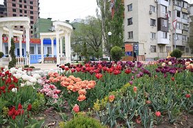Ein Beet mit verschiedenfarbigen Tulpen in Machatschkala, im Hintergrund sind Gebäude zu sehen. Foto: Stadt Machatschkala
