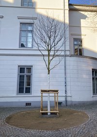 Vier neue Schnurbäume, sogenannte „Klimabäume“, wurden rund um den Rathausmarkt gepflanzt. Foto: Stadt Oldenburg Foto: Stadt Oldenburg