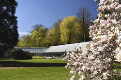 Die große Magnolie im Oldenburger Schlossgarten in voller Blüte. Foto: Hans-Jürgen Zietz