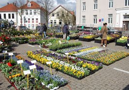 Ein Blumen- und Pflanzenhändler auf dem Wochenmarkt Pferdemarkt im März 2025. Foto: Stadt Oldenburg