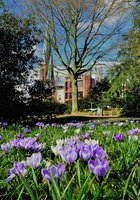 Krokusse im Schlossgarten. Foto: Hans-Jürgen Zietz