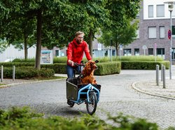 Hund im Lastenrad. Foto: Mittwollen und Gradetchliev