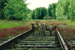 Ziegen auf Gleis. Foto: Stadt Oldenburg