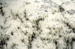 Sand-Segge. Foto: Wikimedia