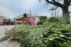 Die Tannenbäume liegen auf dem Schloßplatz zur Abholung bereit. Foto: Sascha Stüber
