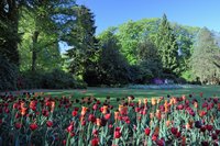 Blühende Krokusse am Hofgärtnerhaus (2011). Foto: Hans-Jürgen Zietz