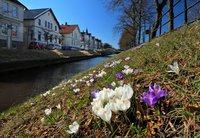 Krokusblüte am Haarenufer. Foto: Hans-Jürgen Zietz