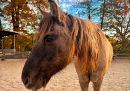 Pony Sky vom Abenteuerspielplatz Eversten. Foto: Stadt Oldenburg