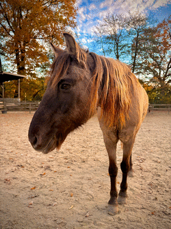Pony Sky vom Abenteuerspielplatz Eversten. Foto: Stadt Oldenburg