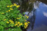 Sumpfdotterblumen an der Hausbäke. Foto: Hans-Jürgen Zietz Sumpfdotterblumen an der Hausbäke. Foto: Hans-Jürgen Zietz