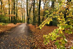 2019 Herbst Everstenholz Oldenburg. Foto: Hans Jürgen Zietz 2019 Herbst Everstenholz Oldenburg. Foto: Hans Jürgen Zietz