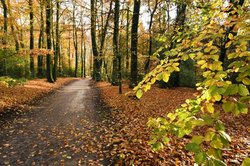Herbstfärbung im Eversten Holz in Oldenburg. Foto: Hans-Jürgen Zietz