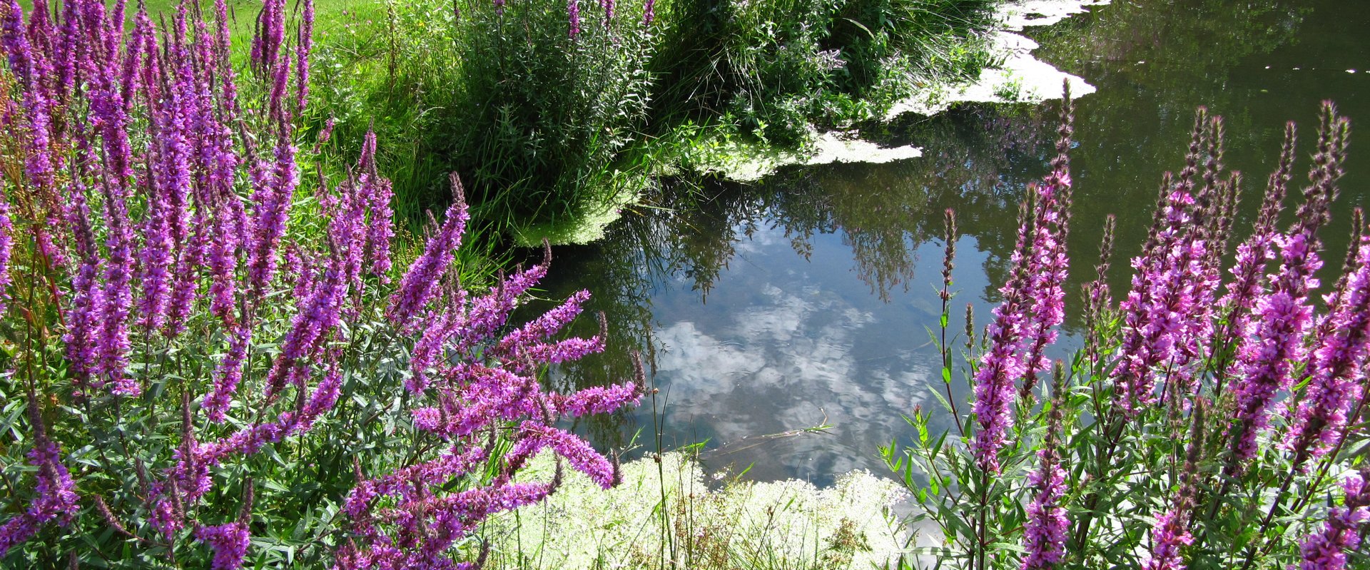 Blumen am Ufer eines Sees. Foto: Rainer Sturm/Pixelio