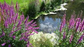 Blumen am Ufer eines Sees. Foto: Rainer Sturm/Pixelio