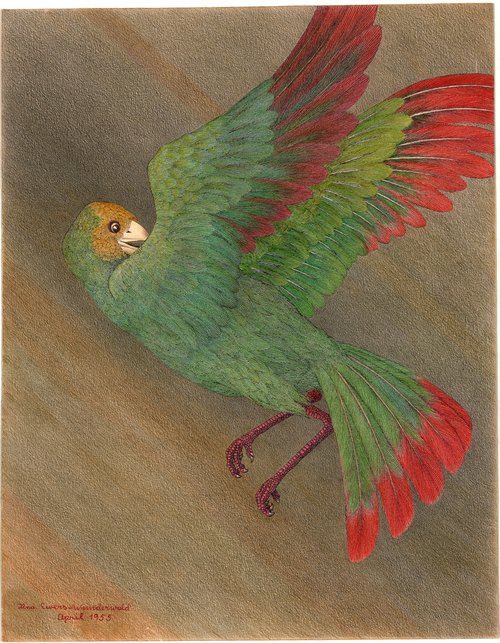 Ilna Ewers-Wunderwald Ilna Ewers-Wunderwald, Angst, 1955