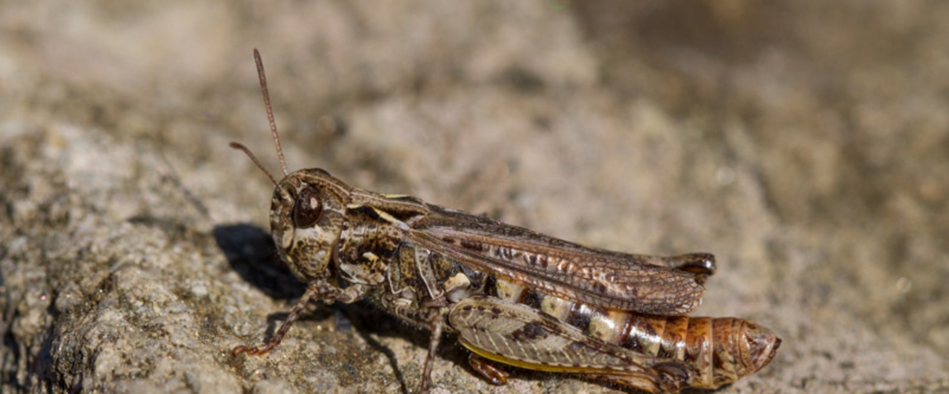 Gefleckte Keulenschrecke. Foto: Christian Roesti/Orthoptera.ch