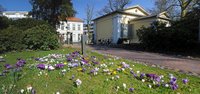 Krokusblüte im Oldenburger Schlossgarten