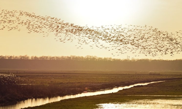Gänse auf den Bornhorster Huntewiesen. Foto: Hans-Jürgen Zietz