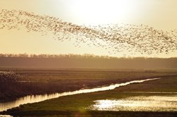Wildgansschwarm über den Bornhorster Huntewiesen. Foto: Hans-Jürgen Zietz 