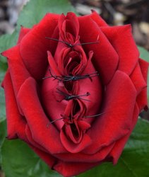 Zugenähte rote rose. Foto: Stadt Oldenburg