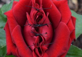Zugenähte rote Rose. Foto: Stadt Oldenburg