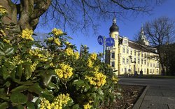 Duftende Mahonien am Oldenburger Schloss. Foto: Hans-Jürgen Zietz