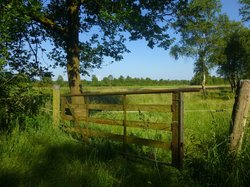 Weiden am Bornhorster Moorweg. Foto: Stadt Oldenburg