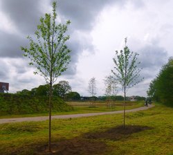 Neu gepflanzte Bäume in Eversten West. Foto: Stadt Oldenburg Neu gepflanzte Bäume in Eversten West. Foto: Stadt Oldenburg