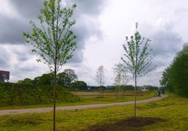 Geplanzte Bäume. Foto: Stadt Oldenburg