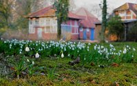 Schneeglöckchen im Schlossgarten. Foto: Hans-Jürgen Zietz