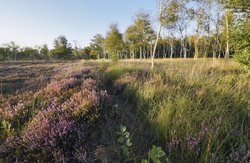 Blühende Besenheide im NSG „Eversten Holz“. Foto: Hans-Jürgen Zietz