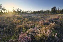 Blühende Besenheide im NSG „Eversten Holz“. Foto: Hans-Jürgen Zietz