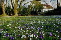 Krokusse im Schlossgarten. Foto: Hans-Jürgen Zietz