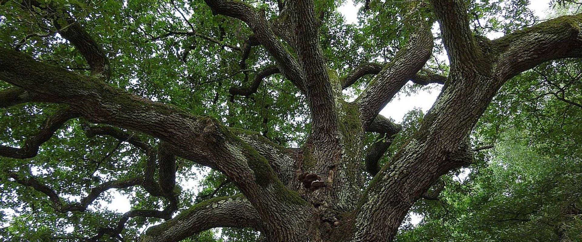 Blick in einen alten Baum, Foto: Stadt Oldenburg