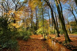 Herbstfärbung im Eversten Holz in Oldenburg. Foto: Hans-Jürgen Zietz
