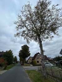 Diese Birke hat eine orangefarbene Markierung am Stamm erhalten. Sie wird demnächst gefällt und durch einen klimaresilienteren Baum ersetzt. Foto: Stadt Oldenburg Foto: Stadt Oldenburg
